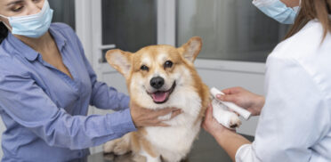 veterinarian-taking-care-pet-dog